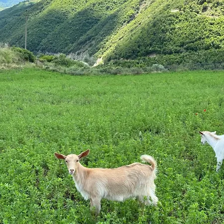 Farm River And Kanoe Guest house *