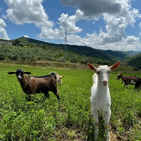 Farm River And Kanoe Gasthuis Polican (Berat)