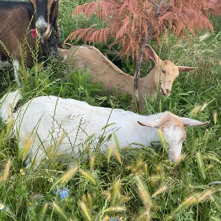 Farm River And Kanoe Polican (Berat)