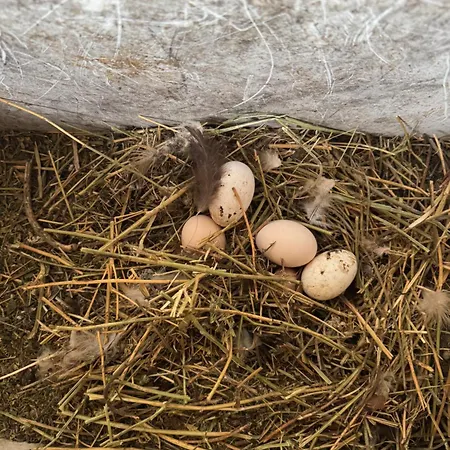 Farm River And Kanoe 3* Polican (Berat)