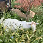 Farm River And Kanoe Polican (Berat)