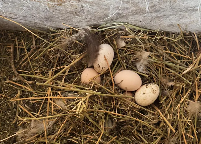 Farm River And Kanoe 3* Polican (Berat)